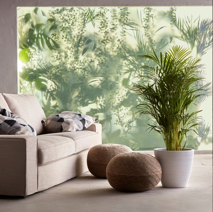 How to care for an Areca palm butterfly palm IKEA