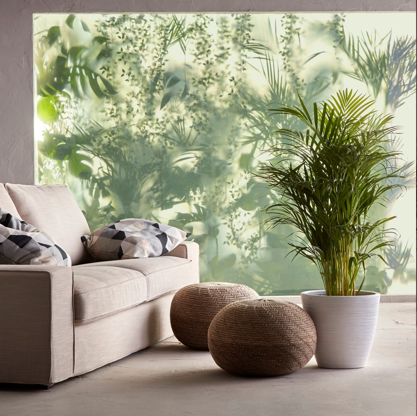 How to care for an Areca palm butterfly palm IKEA