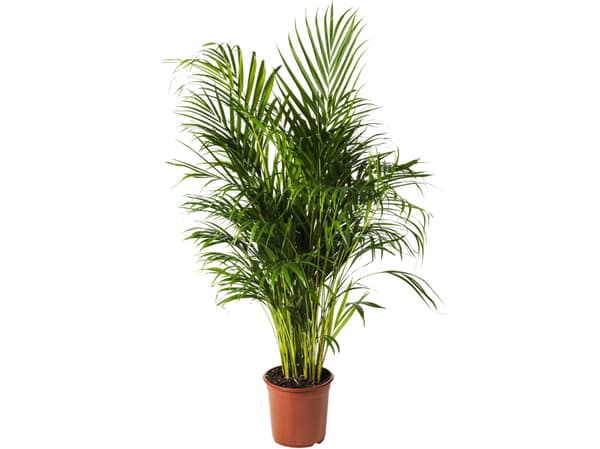 An Areca palm DYPSIS LUTESCENS potted plant