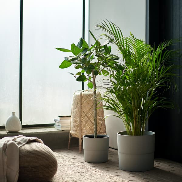 An Areca palm sits next to a fig tree in front of a floor to ceiling window