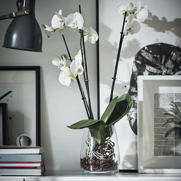 An orchid sits in a glass vase surrounded by pictures