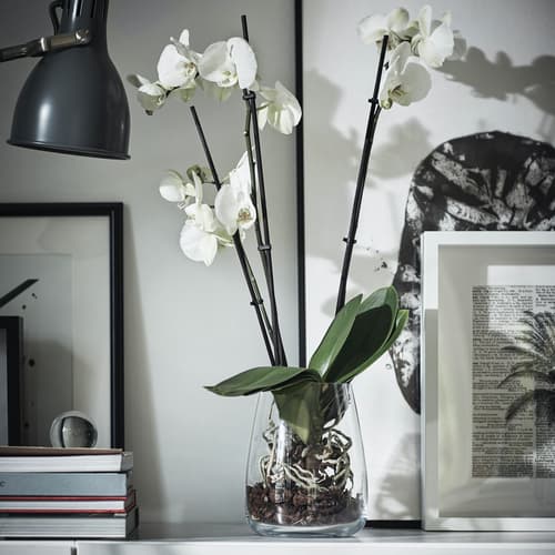 PHALAENOPSIS