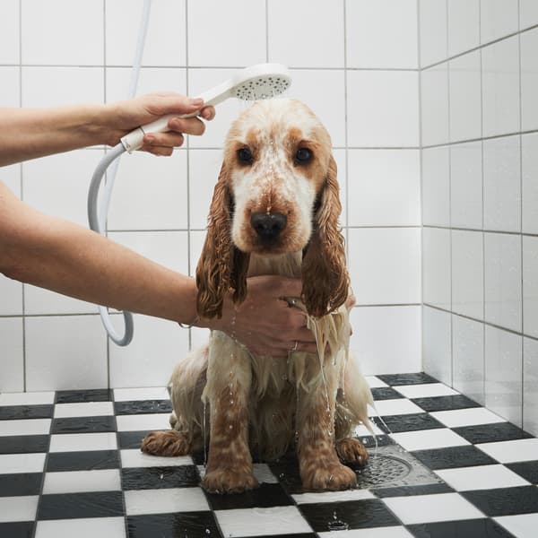 Anak anjing spaniel yang tidak gembira sedang dibilas dengan pancuran tangan sambil duduk di atas lantai berjubin warna hitam dan putih di bilik mandi.