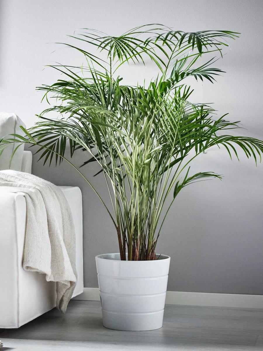 Areca palm