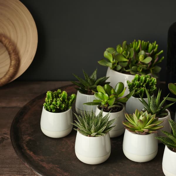 Arrangement of various cacti and succulents 