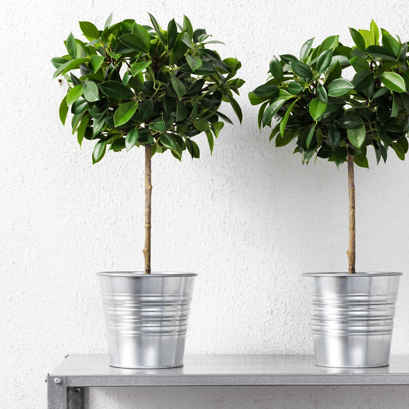 Искусственные растения в горшках