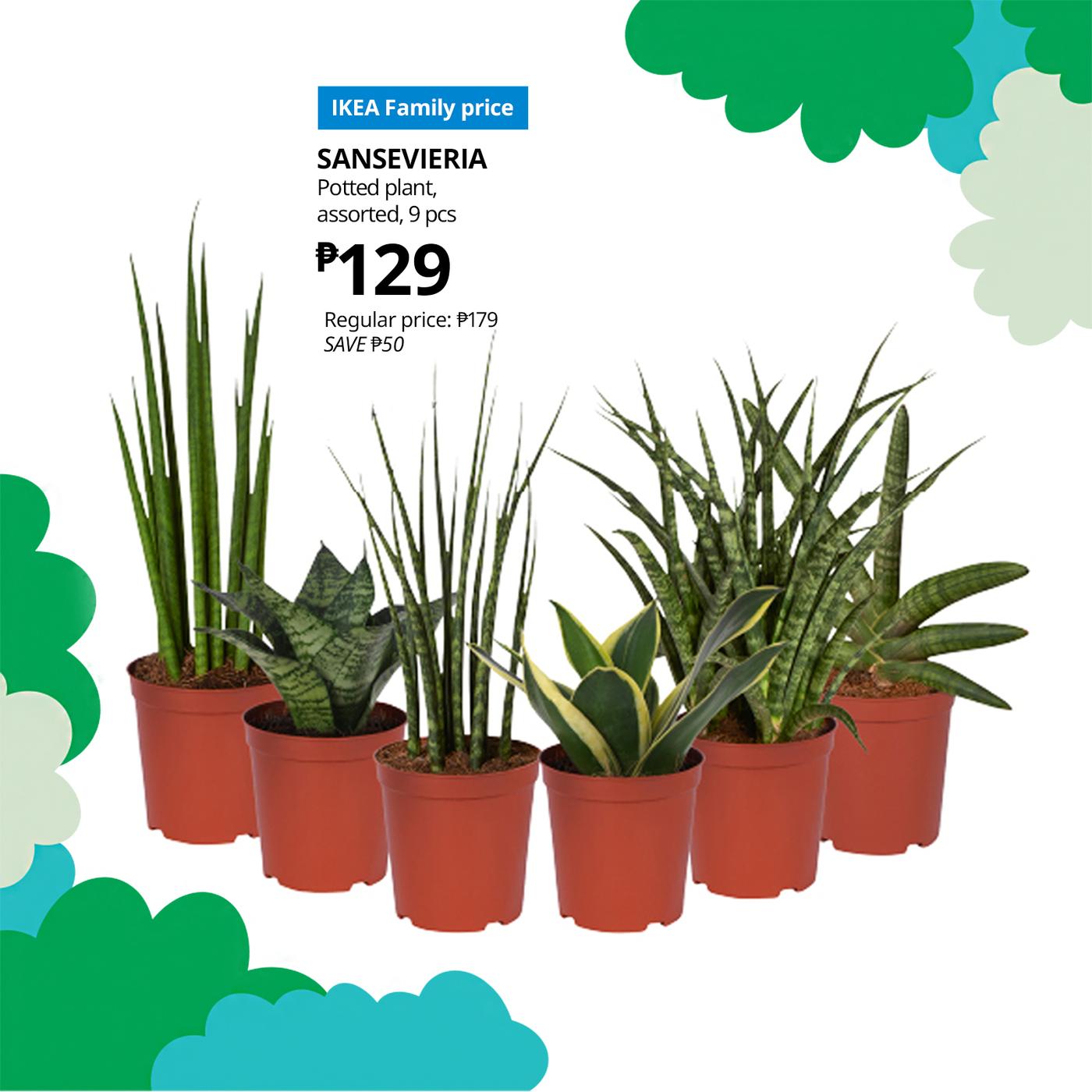 Assorted Sansevieria plants in bright red pots, offering a fresh, green addition to any indoor environment.