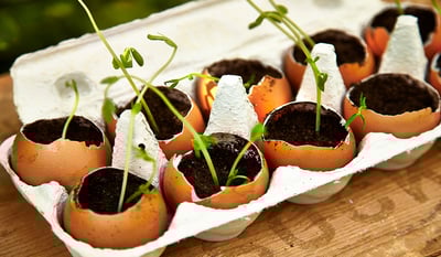 Ratgeber Indoor-Gärten: Tipps für Zimmergärten - IKEA Schweiz