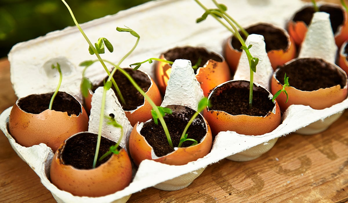 Ratgeber Indoor-Gärten: Tipps für Zimmergärten - IKEA Schweiz