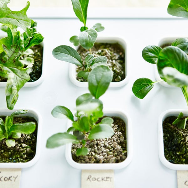 Herzlich willkommen in deinem neuen Indoor-Garten - IKEA Schweiz