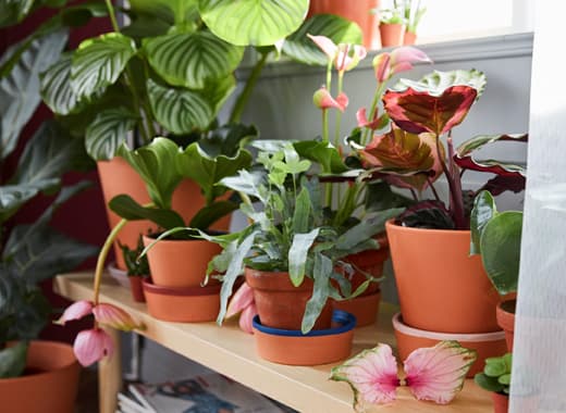 Banc de couleur naturelle placé sous une fenêtre, avec rideau translucide tiré sur le côté. Sur le banc, plusieurs cache-pots contenant des plantes vertes, dont une avec des fleurs roses retombantes, le tout de chez IKEA.
