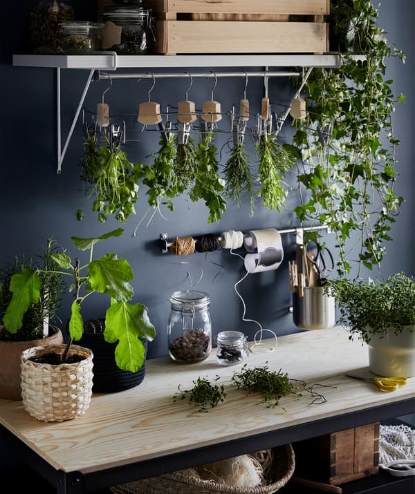 Bancada de madeira com recipientes com ervas frescas, uma fileira de ramos de ervas aromáticas a secar pendurados acima em cabides.
