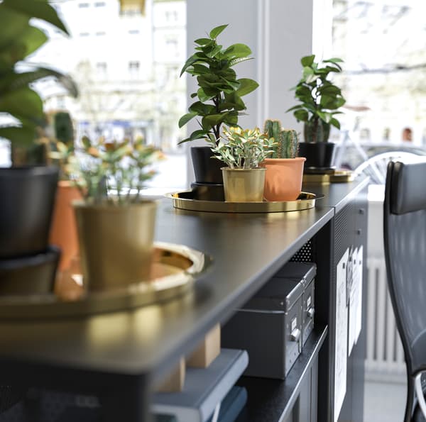 Bandexas douradas IKEA GLATTIS cunha colección de suculentas en testo enriba dun armario negro.