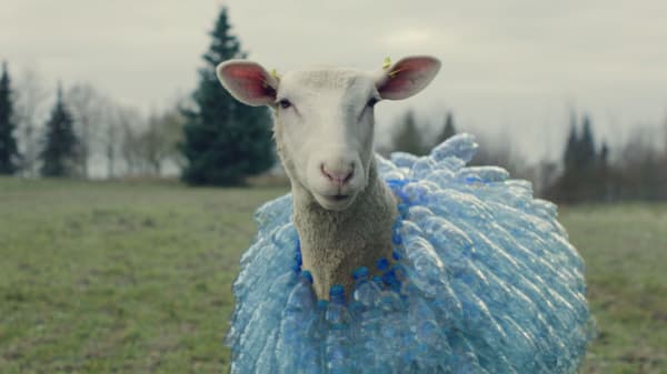Bárány pet palackokkal beborítva.