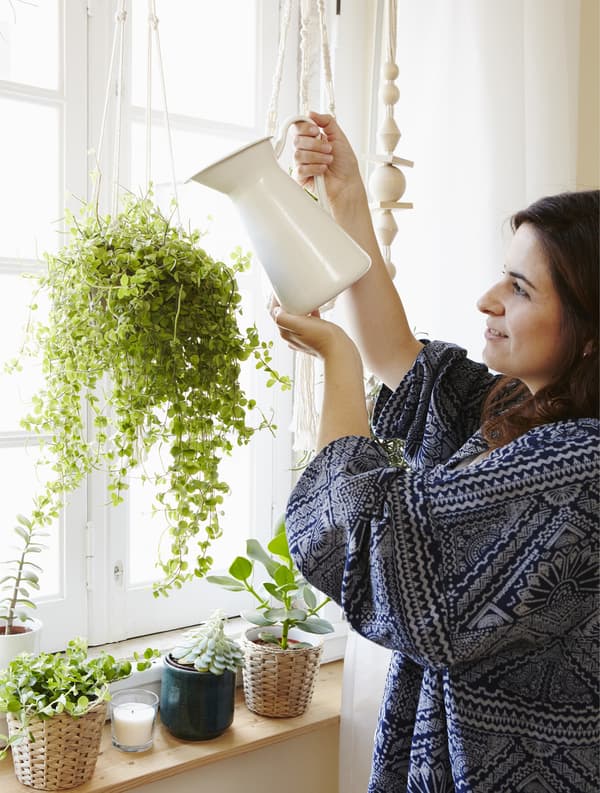 Bien soigner les plantes, les trucs d’Andreia 