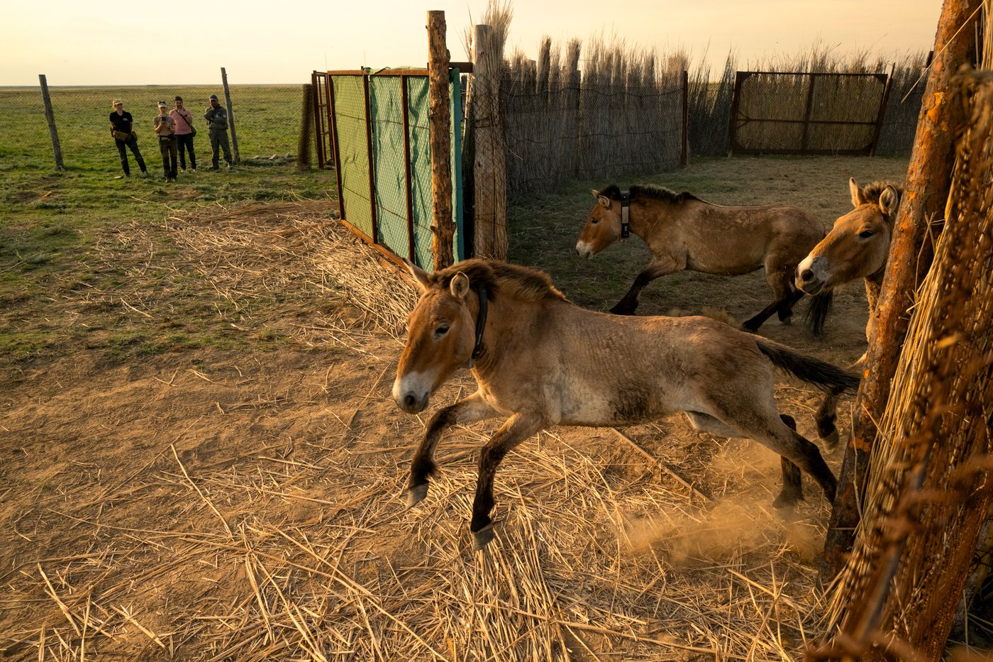 Bild tagen av Jon A. Juárez / Leibniz, Institute for Zoo- and Wildlife Research, av vildhästar som springer ut ur en inhägnad i ett gräsbevuxet landskap, med människor som tittar på i bakgrunden.