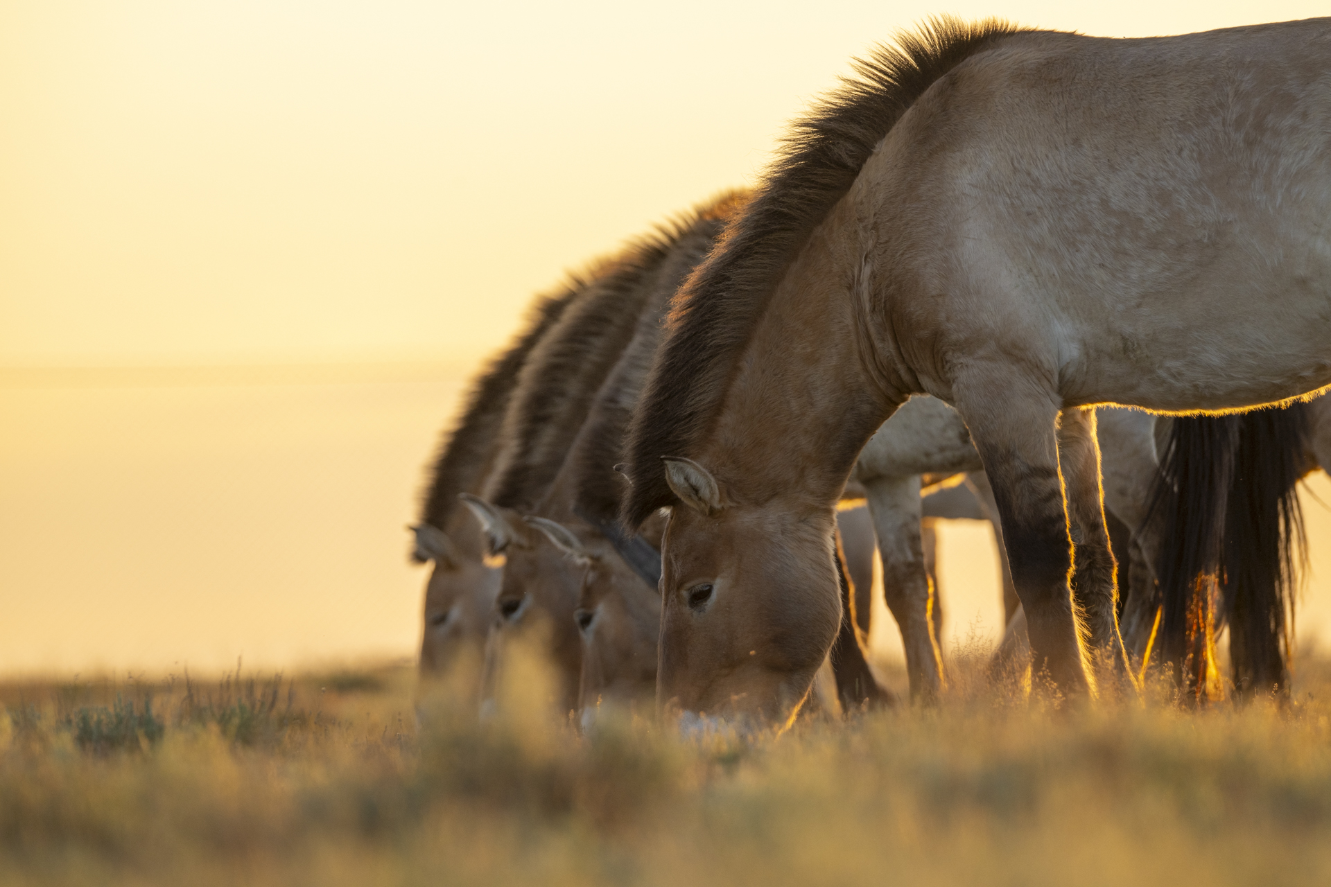 Läs mer om samarbetet med Nordens Ark