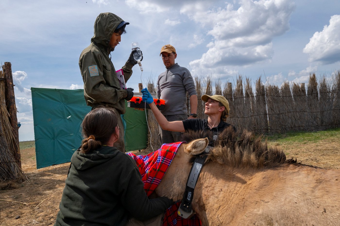 Läs mer om vildhästen på Nordens Arks hemsida