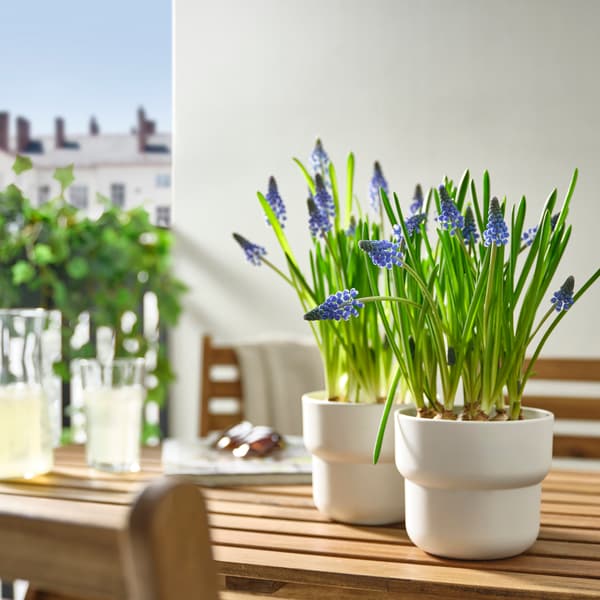 Blauwbloeiende planten in witte potten op een houten tafel bij een zonnig raam. Frisse kleuren brengen leven in de ruimte.