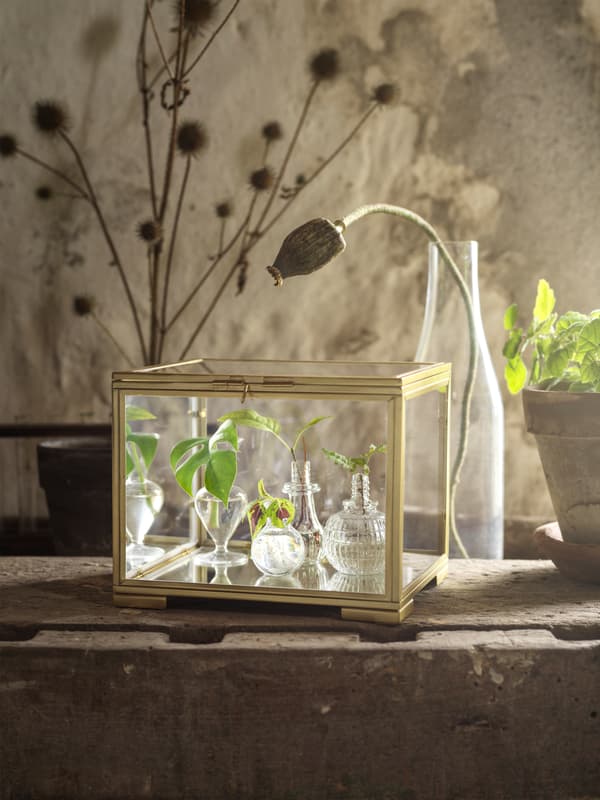 BOMARKEN display box – made of gold-coloured steel and glass – is on top of a wooden table and is filled with baby plants.