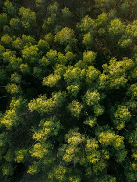 Bosque visto desde el aire.