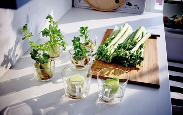 Bottom of a bunch of celery you can stick in water.