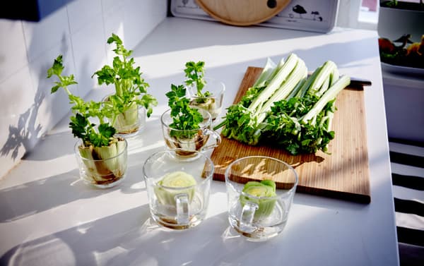 Bottom of a bunch of celery you can stick in water.