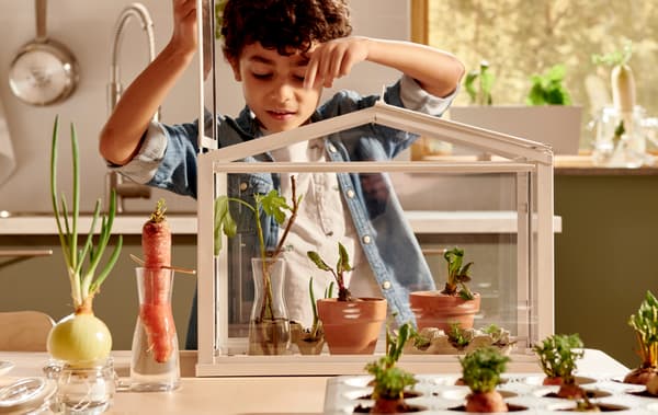 Boy peering down on young plants in a SOCKER greenhouse, with various vegetables set in water or soil next to it on the table.