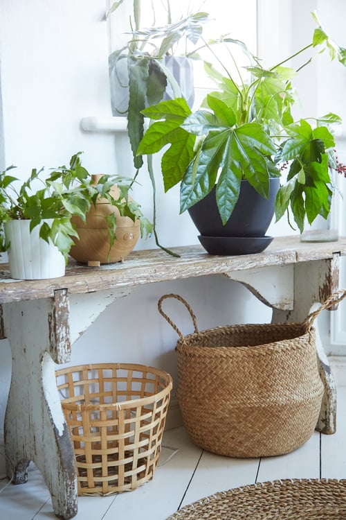 Tips for indoor plants IKEA