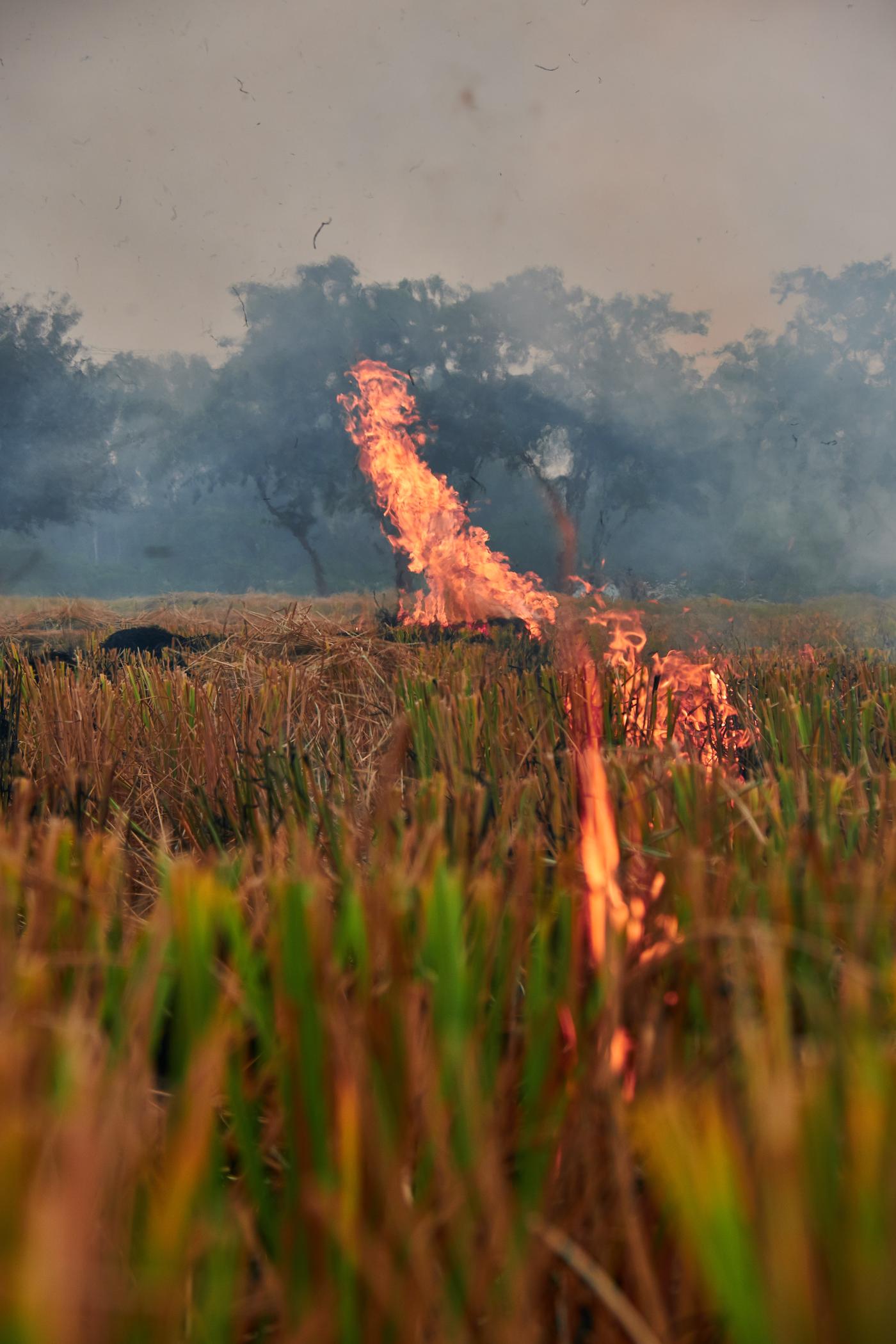 Burning stalks in a rice field.