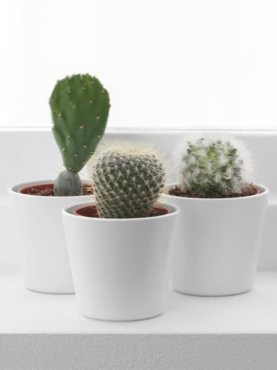 CACTACEAE