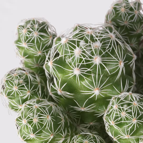 CACTACEAE