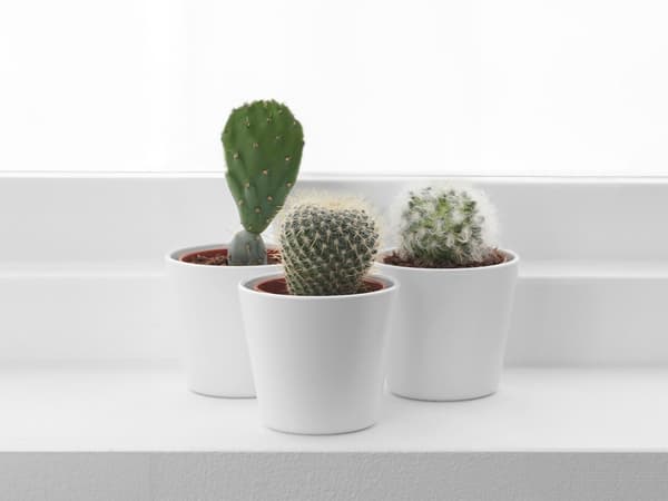 CACTACEAE