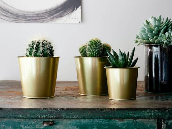 Cacti, Crassulaceae and other succulents on an old table with gold flowerpot stands
