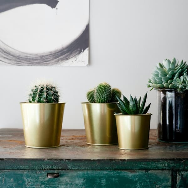 Cacti in gold pots