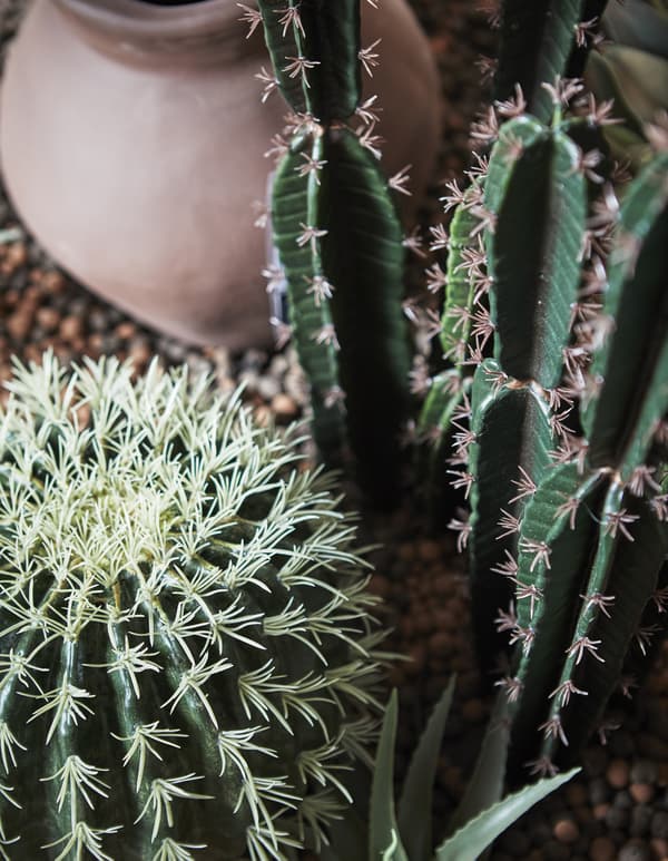 Cactus et urne en terre cuite
