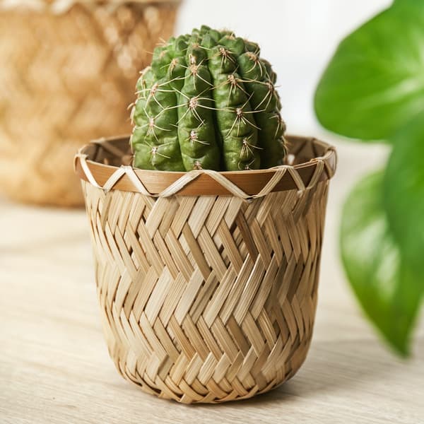 Cactus in a bamboo pot