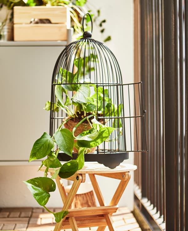 Cage d’oiseau décorative servant de faire-valoir à une plante grimpante en pot. 