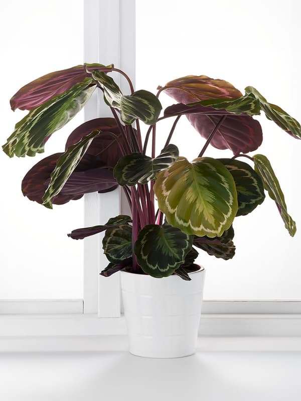 CALATHEA
