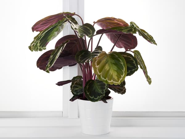 CALATHEA