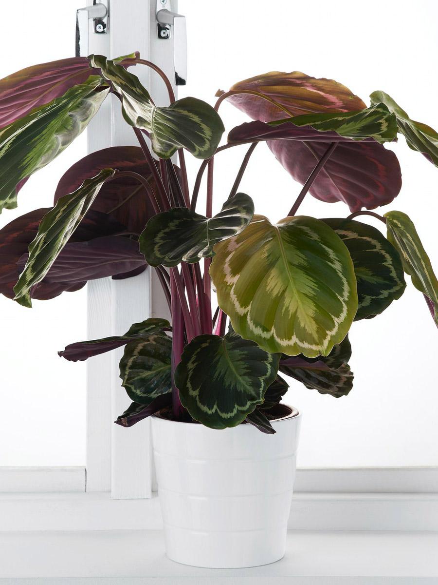 Calathea