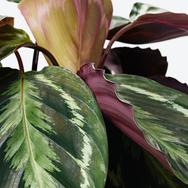 Calathea close up of leaves