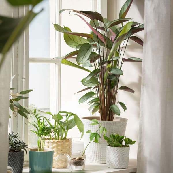 CALATHEA