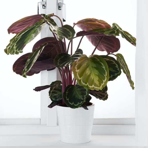 Calathea in a window