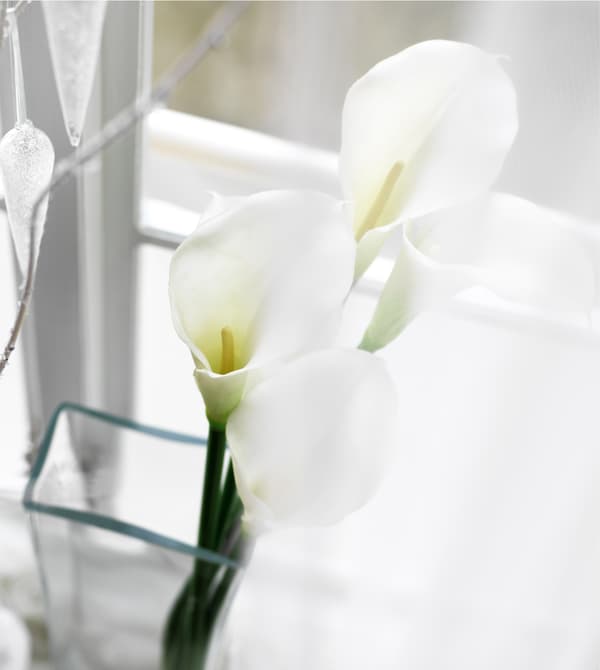 Calla lilies sit in glass vases on a windowsill.