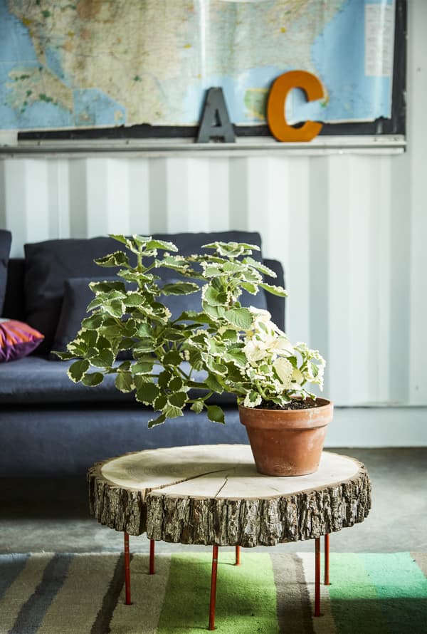 Canapé avec table basse rustique et plante.