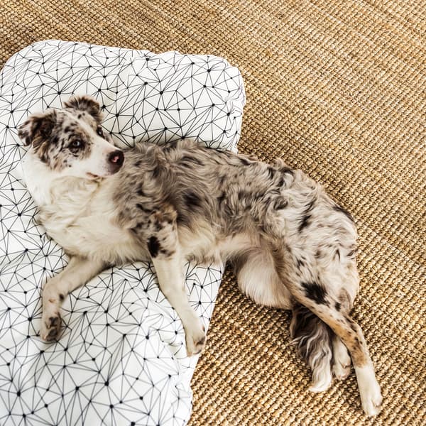 Cane arruffato sdraiato in parte su un grande tappeto in fibre naturali e in parte su un cuscino per animali a motivi geometrici - IKEA