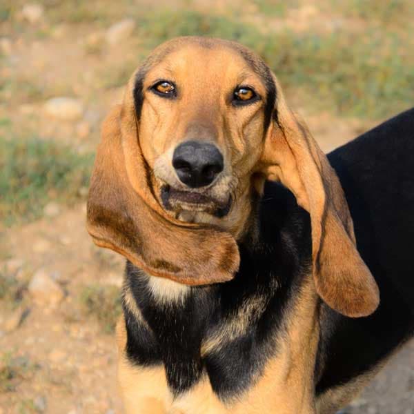 Cane Gianduia ENPA Sezione di Verona 5 anni Maschio - IKEA