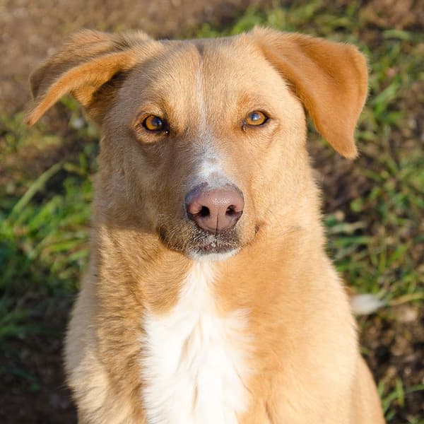 Cane Zizù ENPA sezione di Verona 7 anni maschio - IKEA