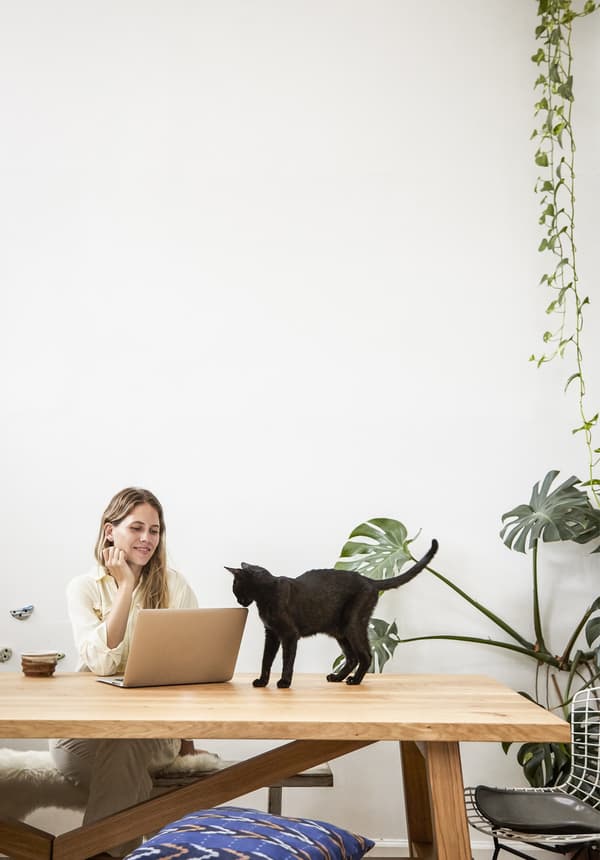 Cat on a table, while plants hang down from up high.